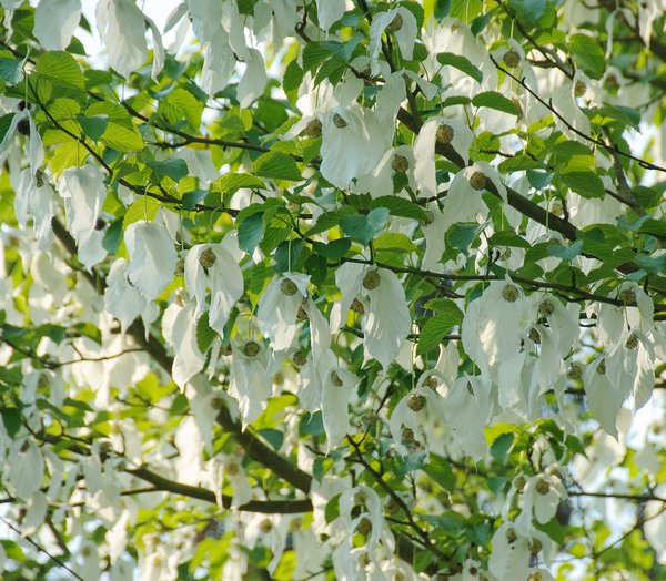Taschentuchbaum - Hochstamm