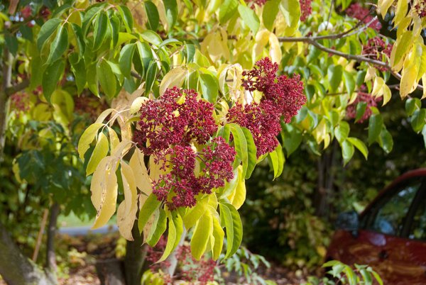 Tetradium daniellii Tausenblütenstrauch Honigesche Duftesche Bienenbaum - starke Pflanze im 5 Liter Topf Tetradium daniellii Tausenblütenstrauch Honigesche Duftesche Bienenbaum - starke Pflanze im 5 Liter Topf