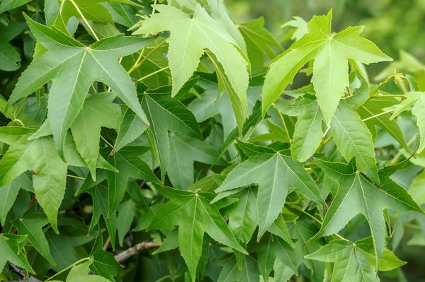 Liquidambar styraciflua Amberbaum, Seesternbaum