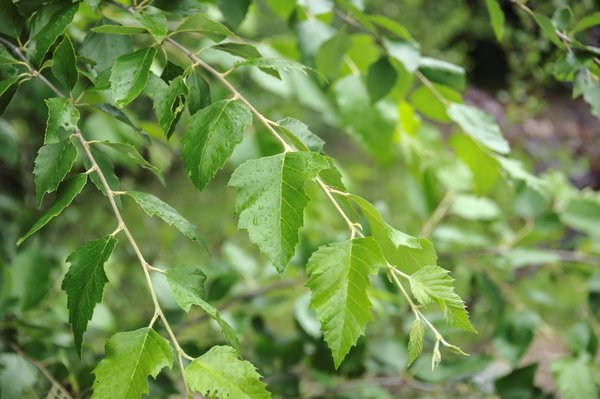 Schwarzbirke 'Summer Cascade' - Hochstamm