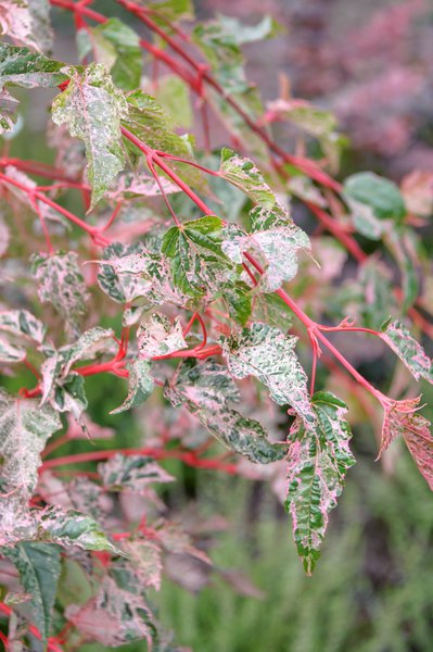 Strauchahorn 'Red Flamingo' - Hochstamm