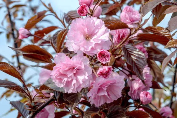 Japanische Nelkenkirsche 'Royal Burgundy' - Hochstamm