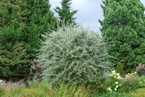 Hngende Wildbirne 'Pendula' - Hochstamm