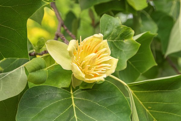 Liriodendron tulipifera, Tulpenbaum Liriodendron tulipifera, Tulpenbaum