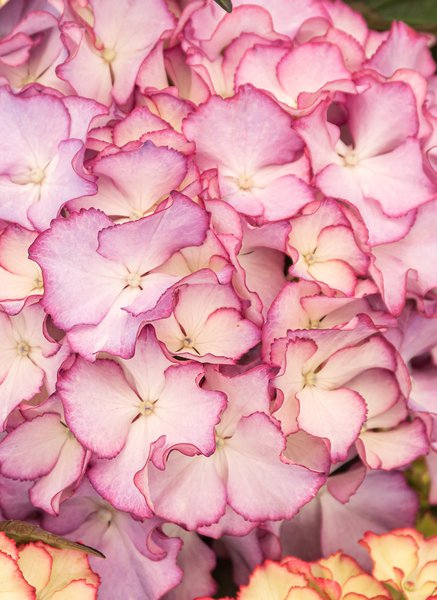 Hortensie, zweifarbige Ballhortensie 'Adula' (S)