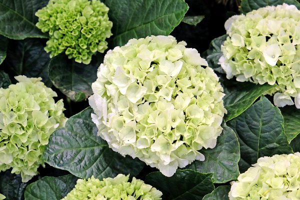 Hortensie, Ballhortensie 'Bright White' weiss