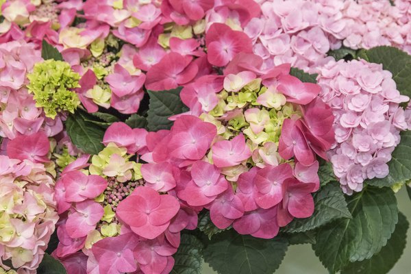 Hortensie, Tellerhortensie 'Frisbee Hot Pink' (S)