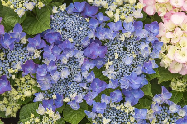 Hortensie, Tellerhortensie 'Frisbee Blue' (S)