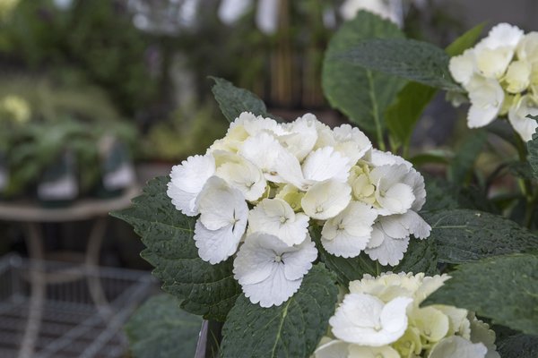 Hortensie, Ballhortensie 'First White' weiss