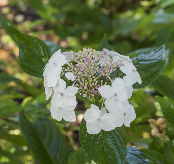 Hortensie, Tellerhortensie 'Lanarth White'