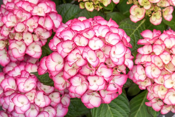 Hortensie, Ballhortensie SAXON 'Grfin Cosel'