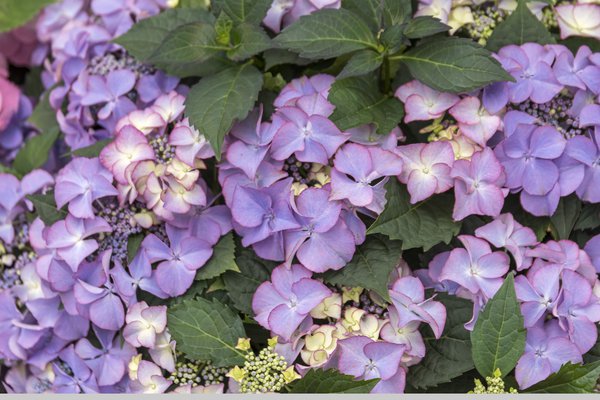 Hortensie, Tellerhortensie 'Tiffany Purple'