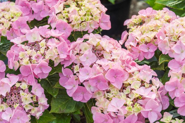 Hortensie, Tellerhortensie rosa