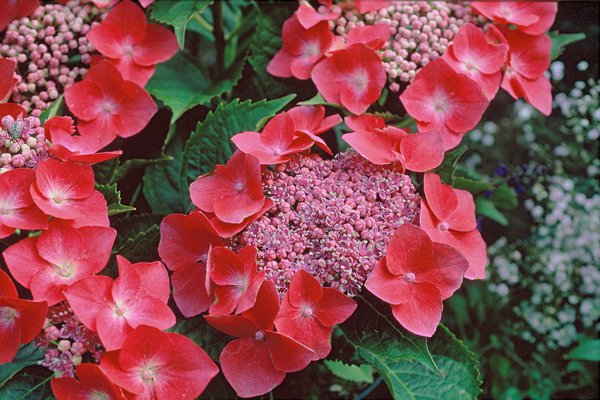 Tellerhortensie rot