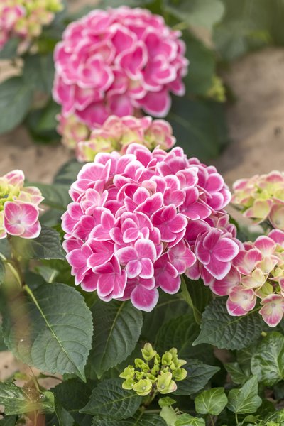 Hortensie, zweifarbige Ballhortensie 'Tivoli Pink'�