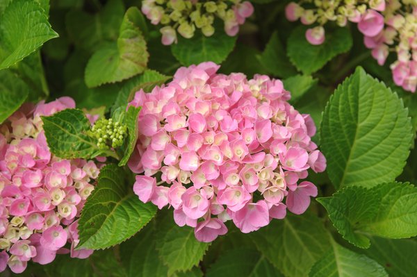 Hortensie, Ballhortensie 'Pink Sensation'