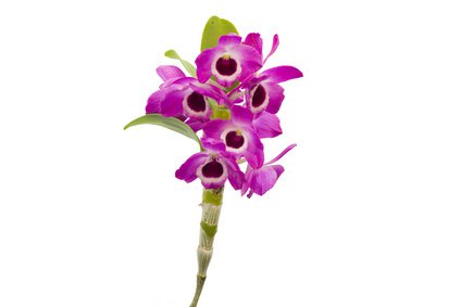 Orchidee nobile