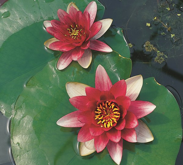 Nymphaea Hybride 'Attraction'