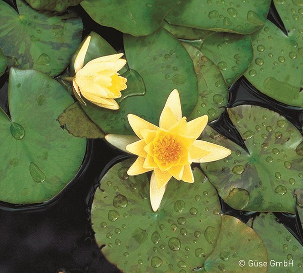 Nymphaea odorata 'Sulphurea'