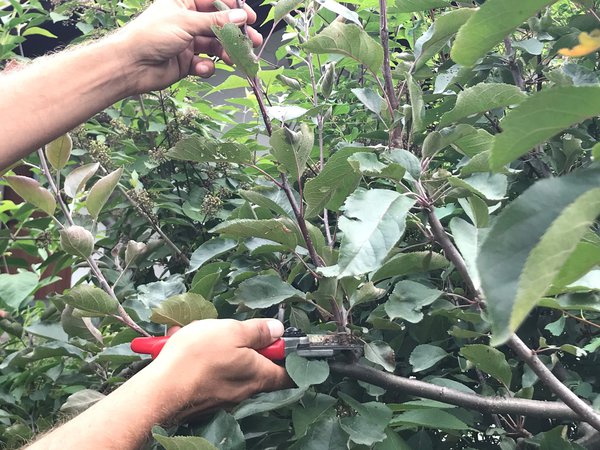 Sommerschnitt Obstbaum