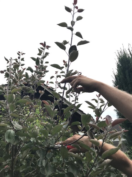 Sommerschnitt Obstbaum