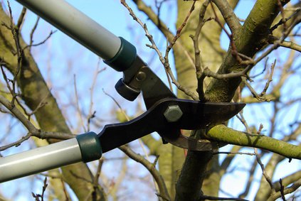 Obstbaum schneiden