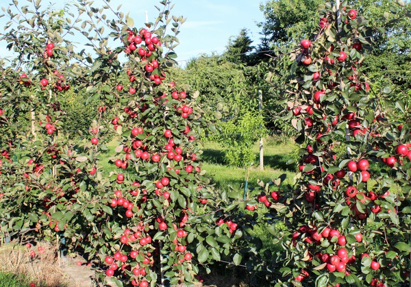 Obstbaumschnitt Redlove mit Frchten