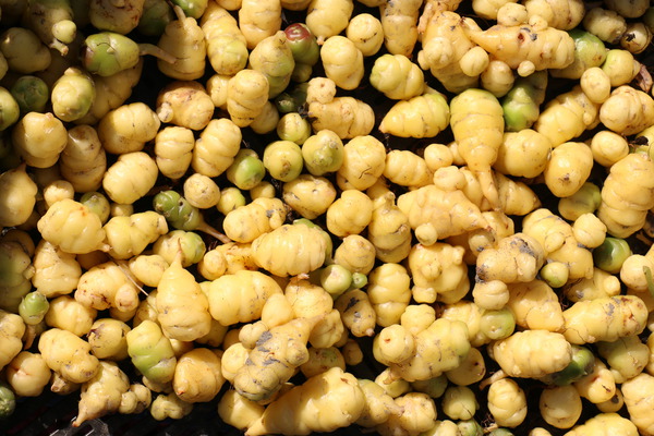 Oca - Ernte