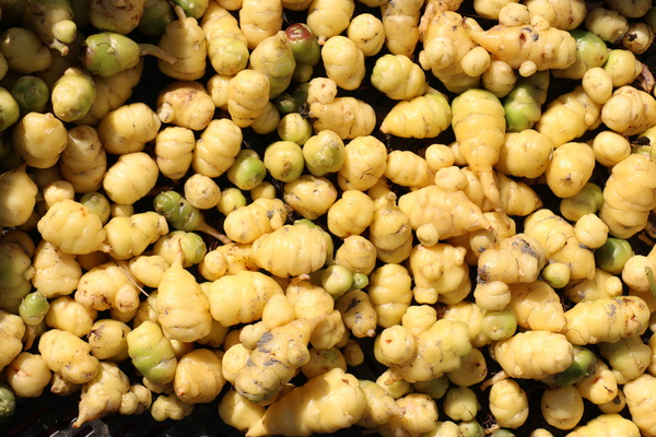 Oca Tuberello