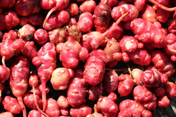 Oca-Ernte