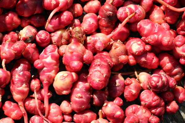 Oca tuberosa Lubera