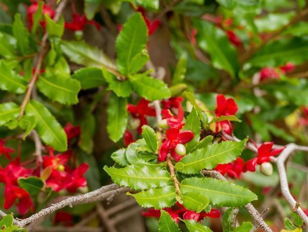 Ochna serrulata