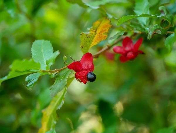 Ochna serrulata