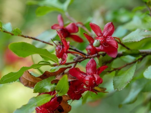 Ochna serrulata