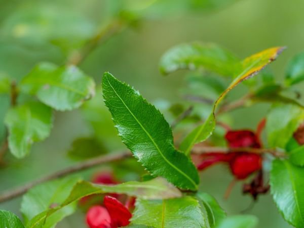 Ochna serrulata