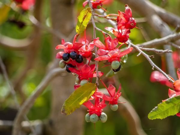 Ochna serrulata