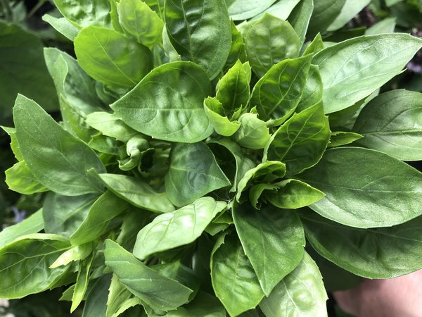 Basilikum Copa Green, Ocimum basilicum