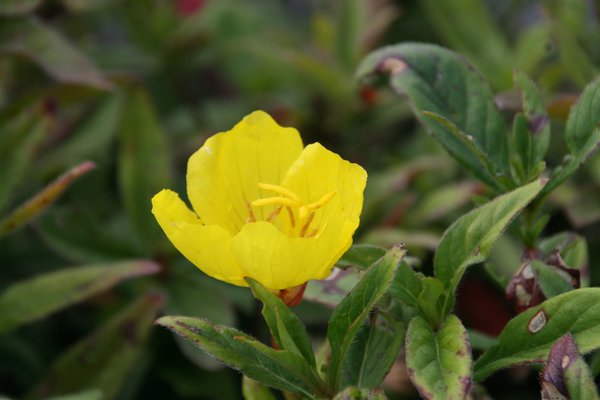 Oenothera pilosella 'Yella Fella'