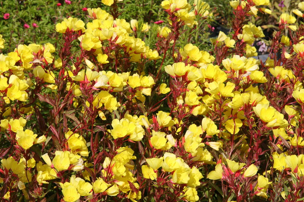 Oenothera tetragona 'Erica Robin'