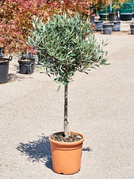 Olivenbaum gelbe Bltter