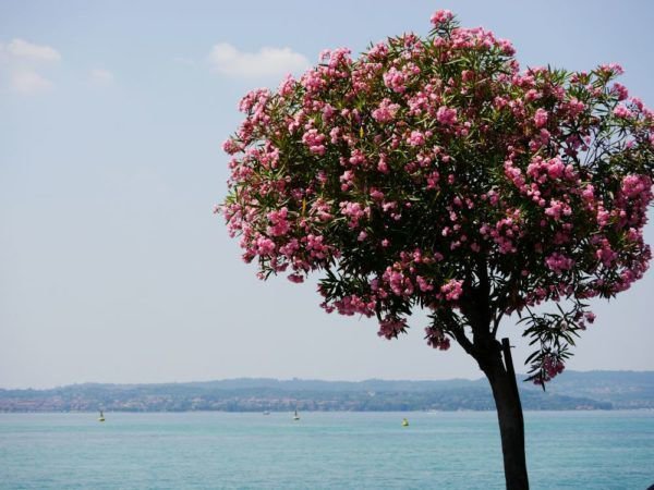 Bild: blühender Oleander am Gardasee