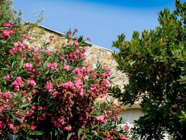 Oleander-Edbeerbaum-Hauswand_1200