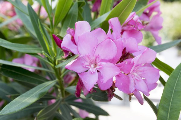 Oleander