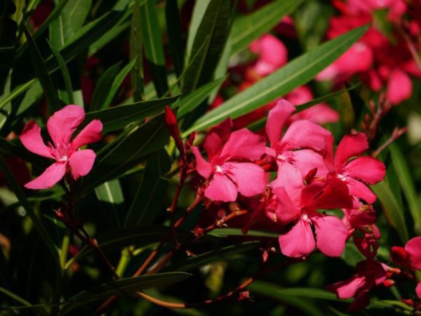 Oleander gelbe Blätter