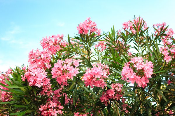 Oleander