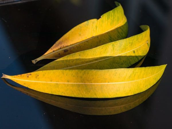 Oleander gelbe Blätter