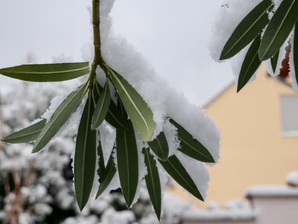 Die Schneelast kann für den Oleander problematisch werden