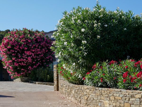 Oleander gelbe Blätter