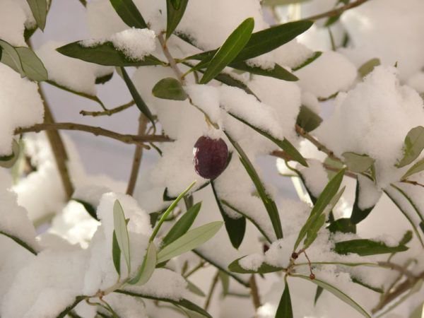 Olivenbaum Winter