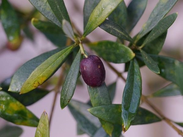 Vertrocknete Blätter am Olivenbäumchen zeigen, dass mit der Pflanze irgendwas nicht stimmt